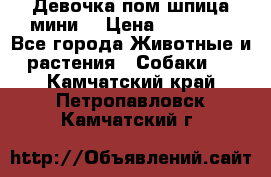 Девочка пом шпица мини  › Цена ­ 30 000 - Все города Животные и растения » Собаки   . Камчатский край,Петропавловск-Камчатский г.